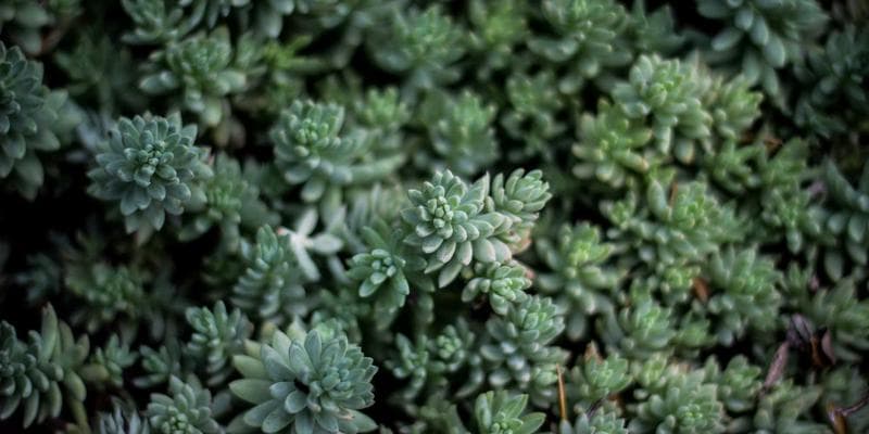 Fundraising 101: A Deep Dive on Valuation Caps, Discounts, and the SAFE